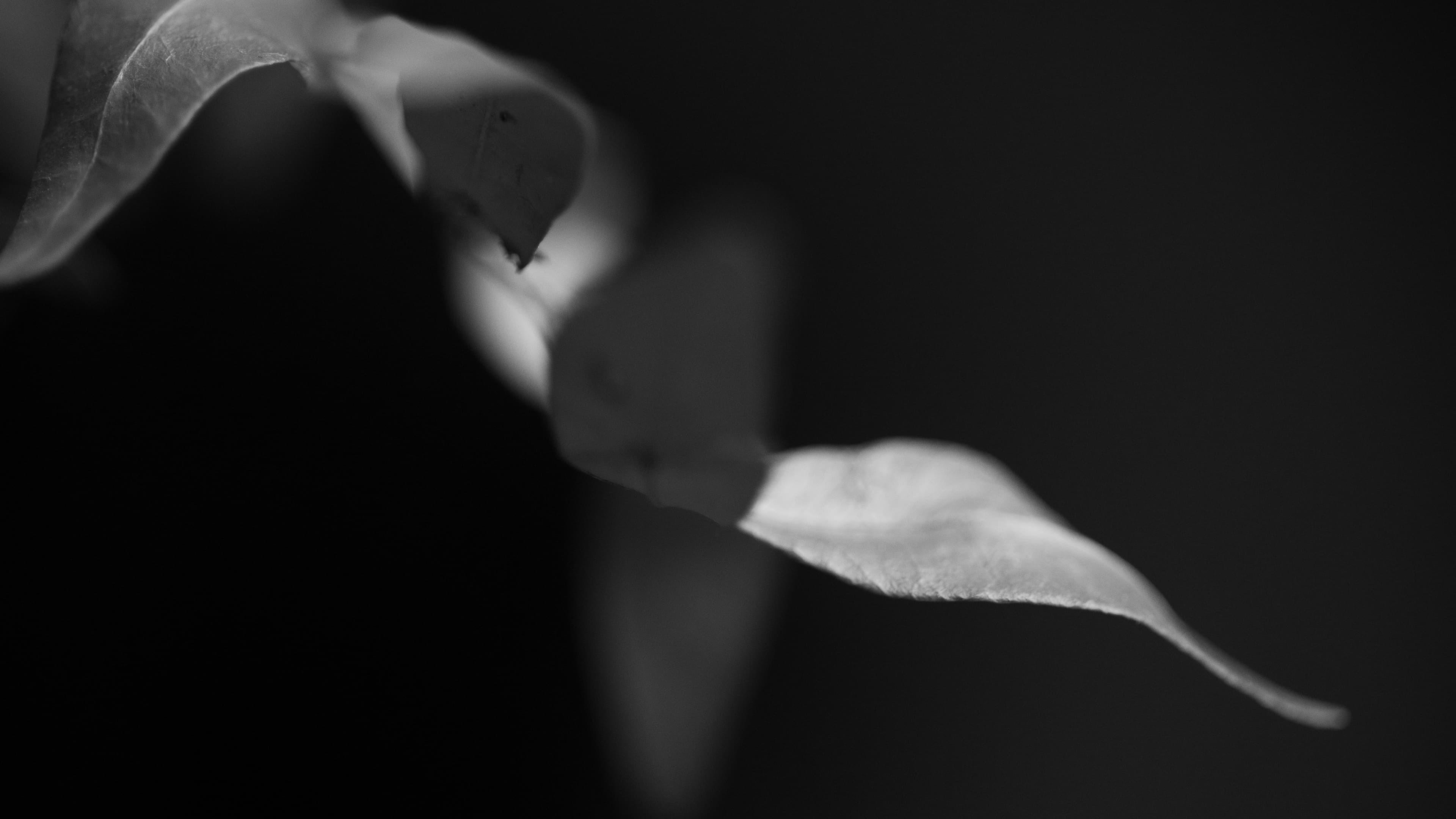 grayscale photo of a flower